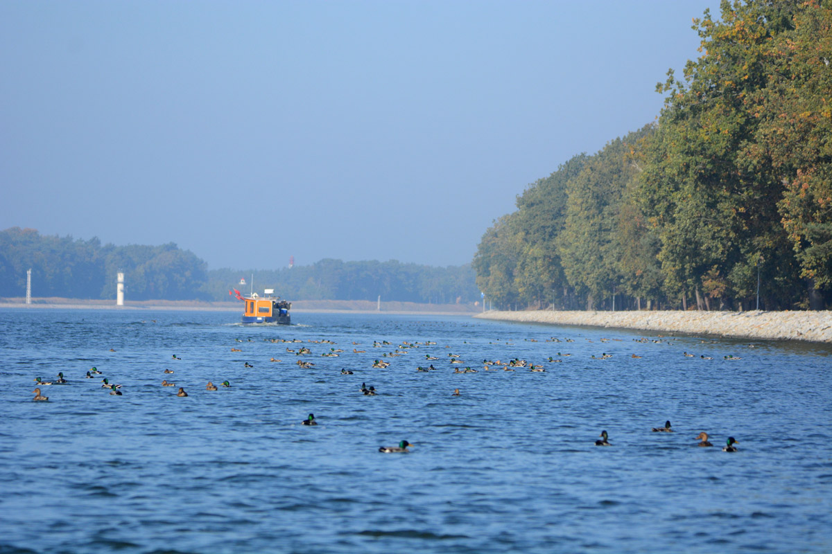 Monitoring przyrodniczy na torze wodnym Świnoujście – Szczecin